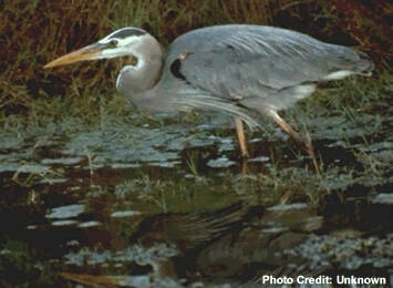 A grey heron wades in a pond.